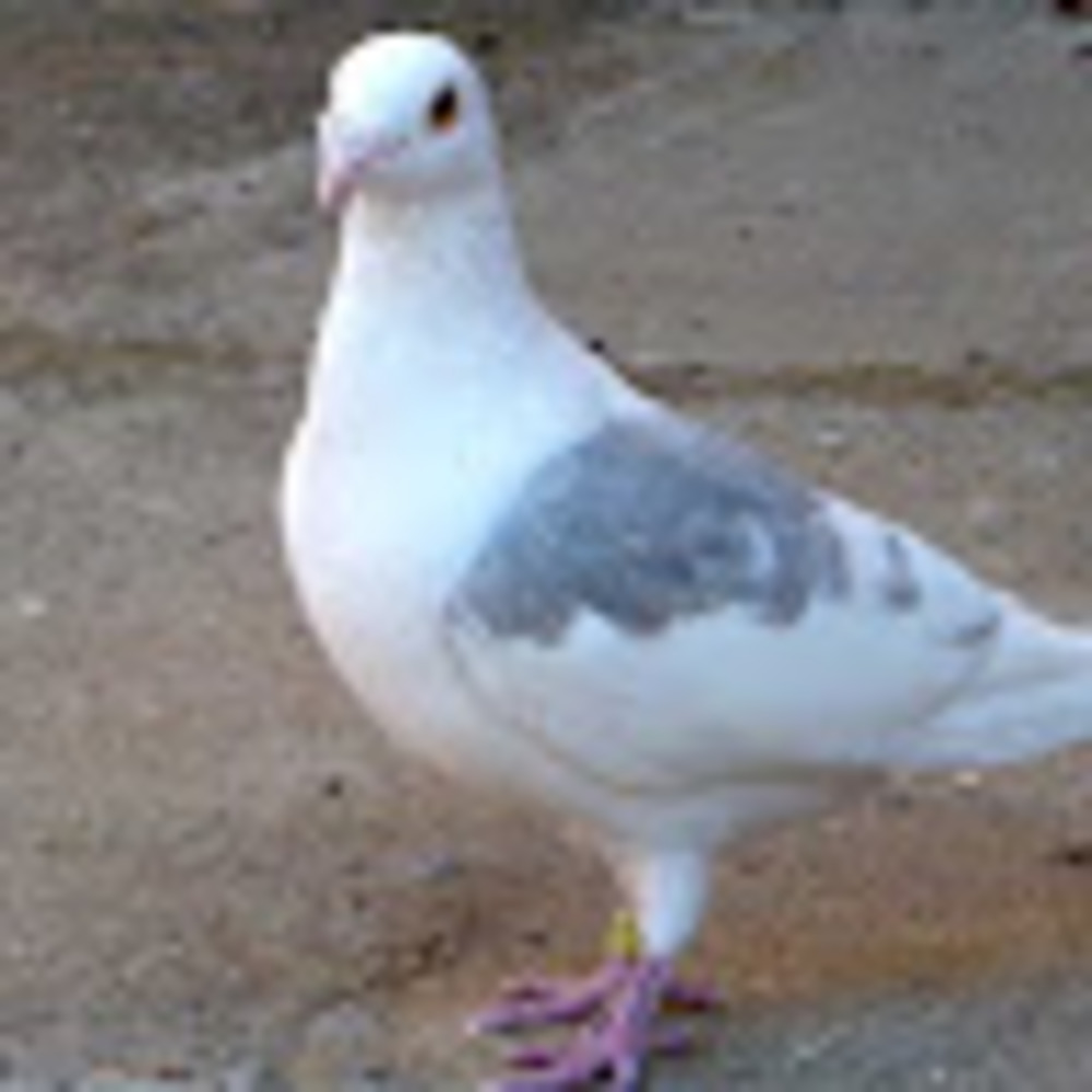 Meet your Posher, Pigeon